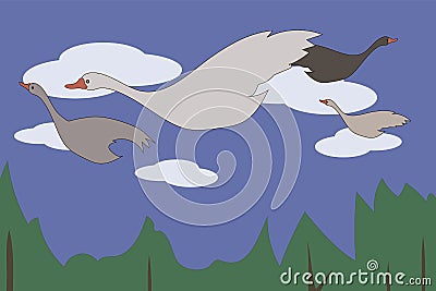 Geese swans white gray with red beaks flying through the blue sky with white clouds over the green forest Vector Illustration