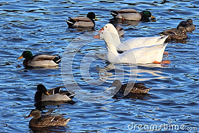 Geese Swimming with Ducks Stock Photo