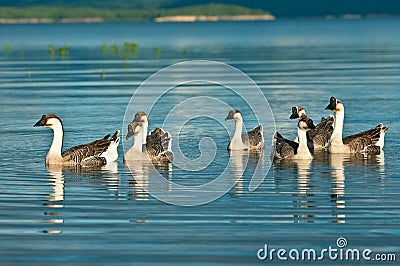 Geese swimming on lake Stock Photo