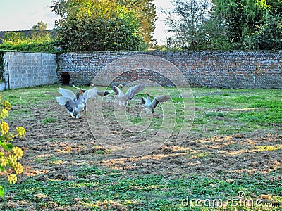 geese with their wings raised and spread Stock Photo