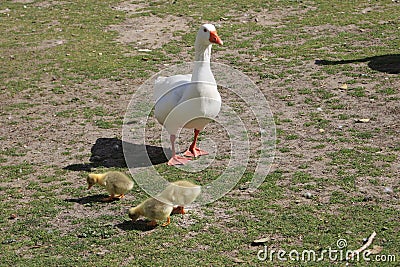 Geese with their young eating Stock Photo