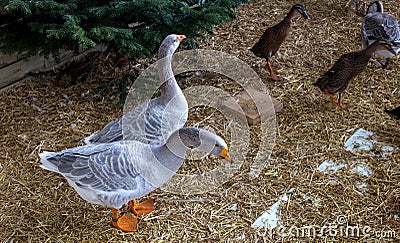 Geese in the village courtyard Stock Photo