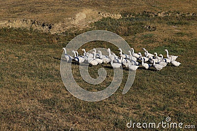 Geese in the village are raised by the old methods without chemical feed and factories. Eco-friendly village farm Stock Photo