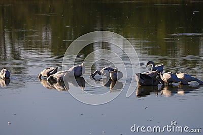 Geese in the village are raised by the old methods without chemical feed and factories. Eco-friendly village farm Stock Photo