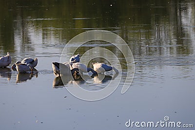 Geese in the village are raised by the old methods without chemical feed and factories. Eco-friendly village farm Stock Photo