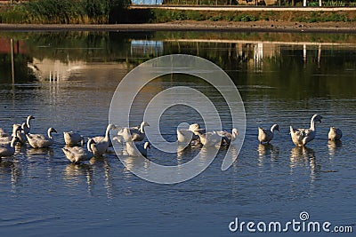 Geese in the village are raised by the old methods without chemical feed and factories. Eco-friendly village farm Stock Photo