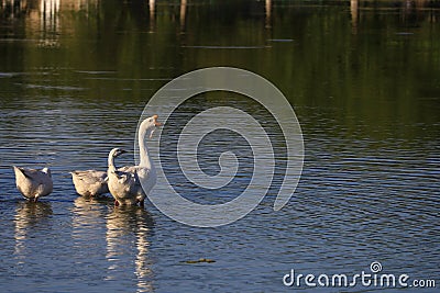 Geese in the village are raised by the old methods without chemical feed and factories. Eco-friendly village farm Stock Photo