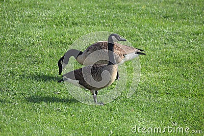 Geese waterfowl fall eastern shore Stock Photo