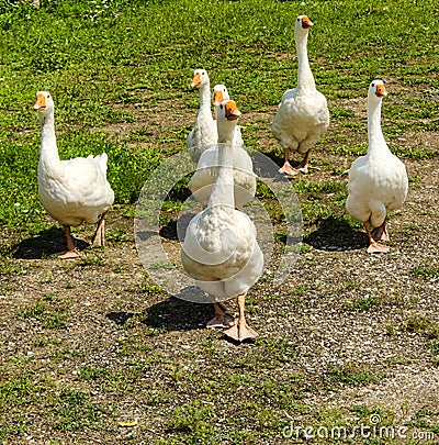 Geese went for a walk Stock Photo