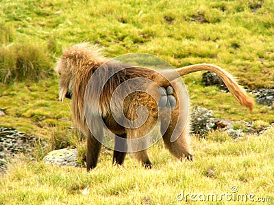 Gelada baboon Stock Photo