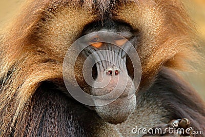 Gelada Baboon with open muzzle with tooths. Portrait of monkey from African mountain. Simien mountain with gelada monkey. Big monk Stock Photo