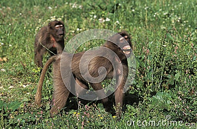 Gelada Baboon, theropithecus gelada, Female with Open Mouth, Defensive Posture Stock Photo