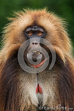 Gelada Baboon - Theropithecus gelada Stock Photo