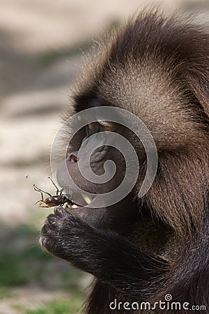 Gelada baboon Theropithecus gelada eating the stag beetle Stock Photo