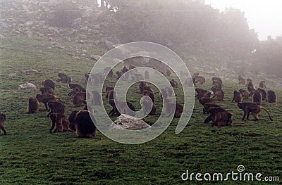 Gelada baboons Stock Photo