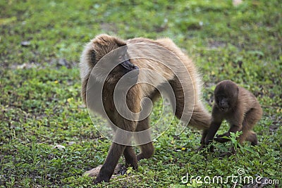 Gelada Baboons Theropithecus gelada - portrait. Monkey, Africa. Stock Photo