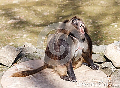 The gelada (Theropithecus gelada) Stock Photo