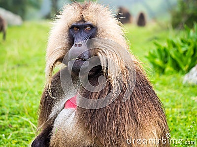 Gelada Theropithecus gelada monkeys in Semien Mountains, Ethio Stock Photo