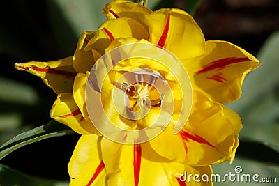 Gelb blÃƒÂ¼hendeTulpen (Tulipa), Closeup, Draufsicht, Deutschland Stock Photo