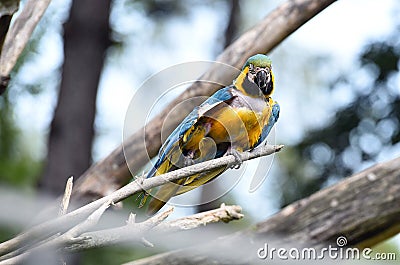 Blue and yellow macaw in Schmiding Zoo, Upper Austria, Austria, Europe Stock Photo