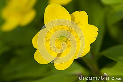 Gele anemoon Yellow Anemon, Anemone ranunculoides Stock Photo