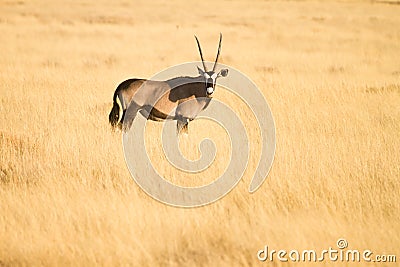 Gemsbok Stock Photo