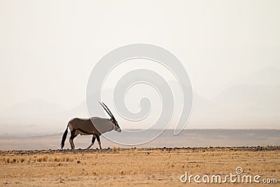 Gemsbok Stock Photo