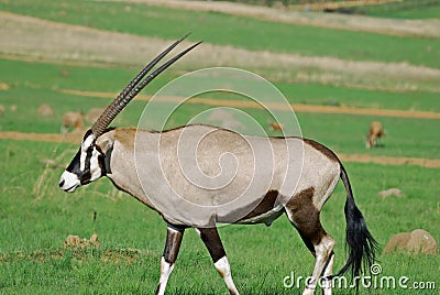 Gemsbok African Antelope Stock Photo