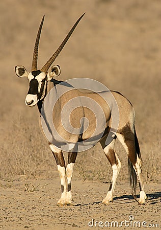 Gemsbok antelope Stock Photo