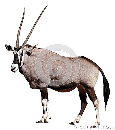 Gemsbok Antelope Stock Photo