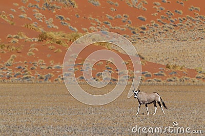 Gemsbok antelope (Oryx gazella) Stock Photo