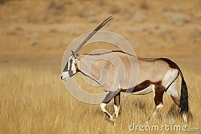 Gemsbok antelope walking in grassland Stock Photo