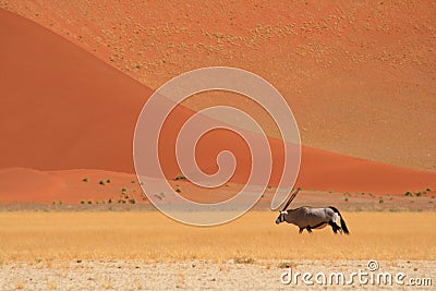 Gemsbok in the desert