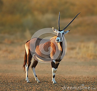 Gemsbok in the desert Stock Photo