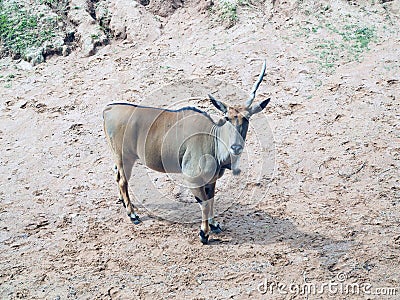 The gemsbok or gemsbuck Oryx gazella is a large African antelope with long straight nearly upright horns. Stock Photo