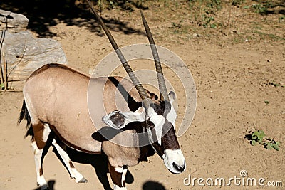 Gemsbok or gemsbuck (Oryx gazella) Stock Photo