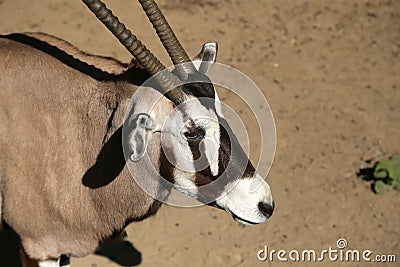 Gemsbok or gemsbuck (Oryx gazella) Stock Photo