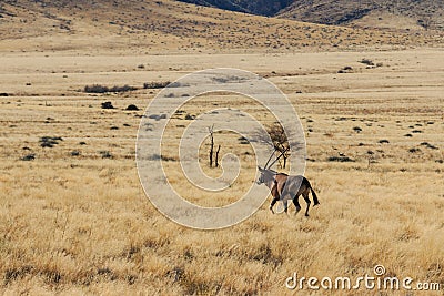 Gemsbok or gemsbuck oryx walking in field Stock Photo