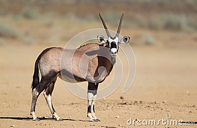 Gemsbok in the Kalahari desert Stock Photo