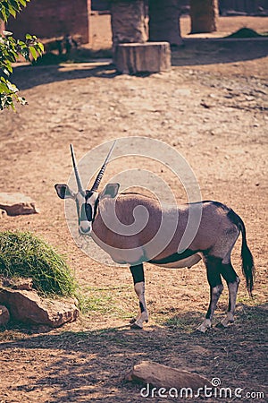The gemsbok is a large antelope in the Oryx genus. Outdoors. Vintage picture style.. Stock Photo