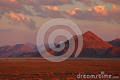 Gemsbok with orange sand dune evening sunset. Gemsbuck, Oryx gazella, large antelope in nature habitat, Sossusvlei, Namibia. Wild Stock Photo