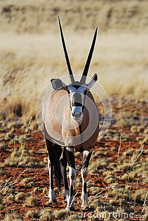 Gemsbok (Oryx gazella) Stock Photo