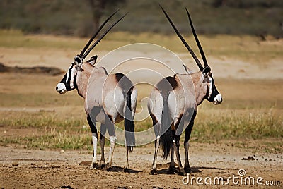 Gemsbok (Oryx gazella) Stock Photo