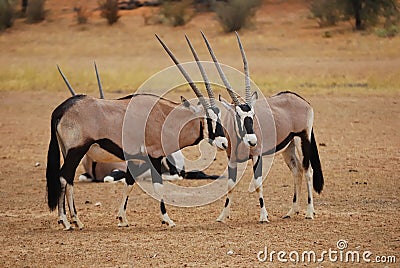 Gemsbok (Oryx gazella) Stock Photo