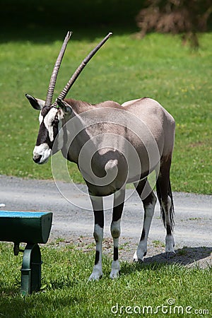 Gemsbok Oryx gazella gazella Stock Photo