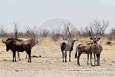 Gemsbok, Oryx gazella and Gnu in african bush Stock Photo
