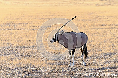 Gemsbok (Oryx) in Namib-Naukluft National Park Stock Photo