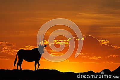 Gemsbok silhouette Stock Photo