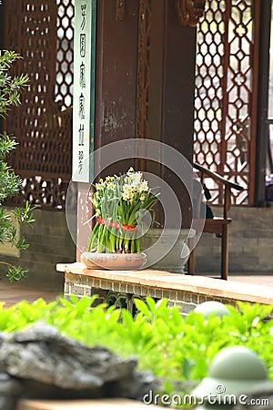 Daffodil garden Stock Photo