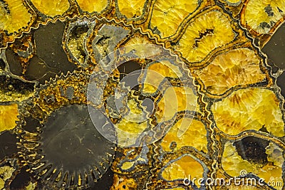 Gemstone ammonite in the form of a spiral, color yellow with gold. Expensive jewelry. Background or texture. Stock Photo